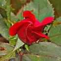 rose_04