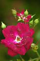 rose_10