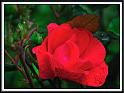 rose_11