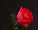 rose_2