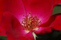 rose_20