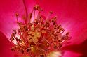 rose_21