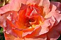rose_22