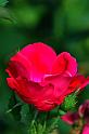 rose_3