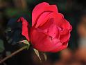 rose_4
