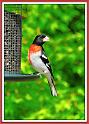 rose_breasted_grosbeak