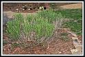 rosemary