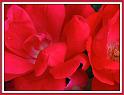 roses_11