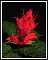 salvia_10
