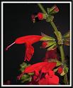 salvia_coccinea_1