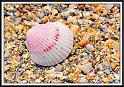 shell_1