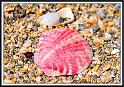 shell_2