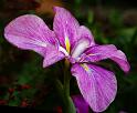 siberian_iris