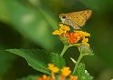 small_butterfly