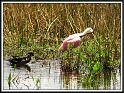 spoonbill