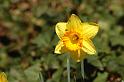 spring5