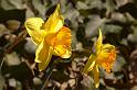 spring7