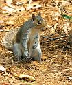 tree-rat