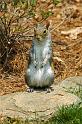 tree-rat_2