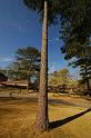 tree2