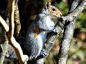 treerat
