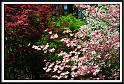 trees_1