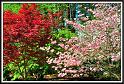 trees_2