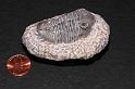 trilobite