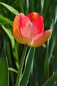 tulip