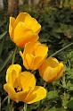 tulip1