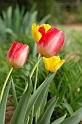 tulip2