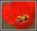tulips_3