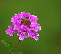 verbena