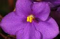 violet