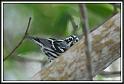 warbler_1
