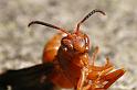 wasphead