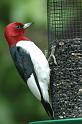 woodpecker