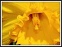 yellow_1