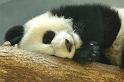 zoo_11