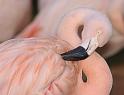 zoo_7