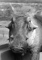 zoo_8