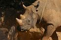 zoo_9